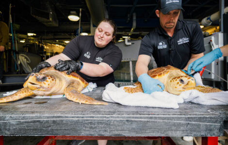 19 New England sea turtles are back in the Atlantic Ocean off Florida after rehabbing in Missouri